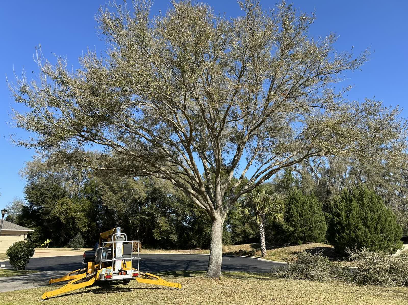 Large oak tree with a boom lift staged beside it, ready for a winter structural trim in a residential driveway