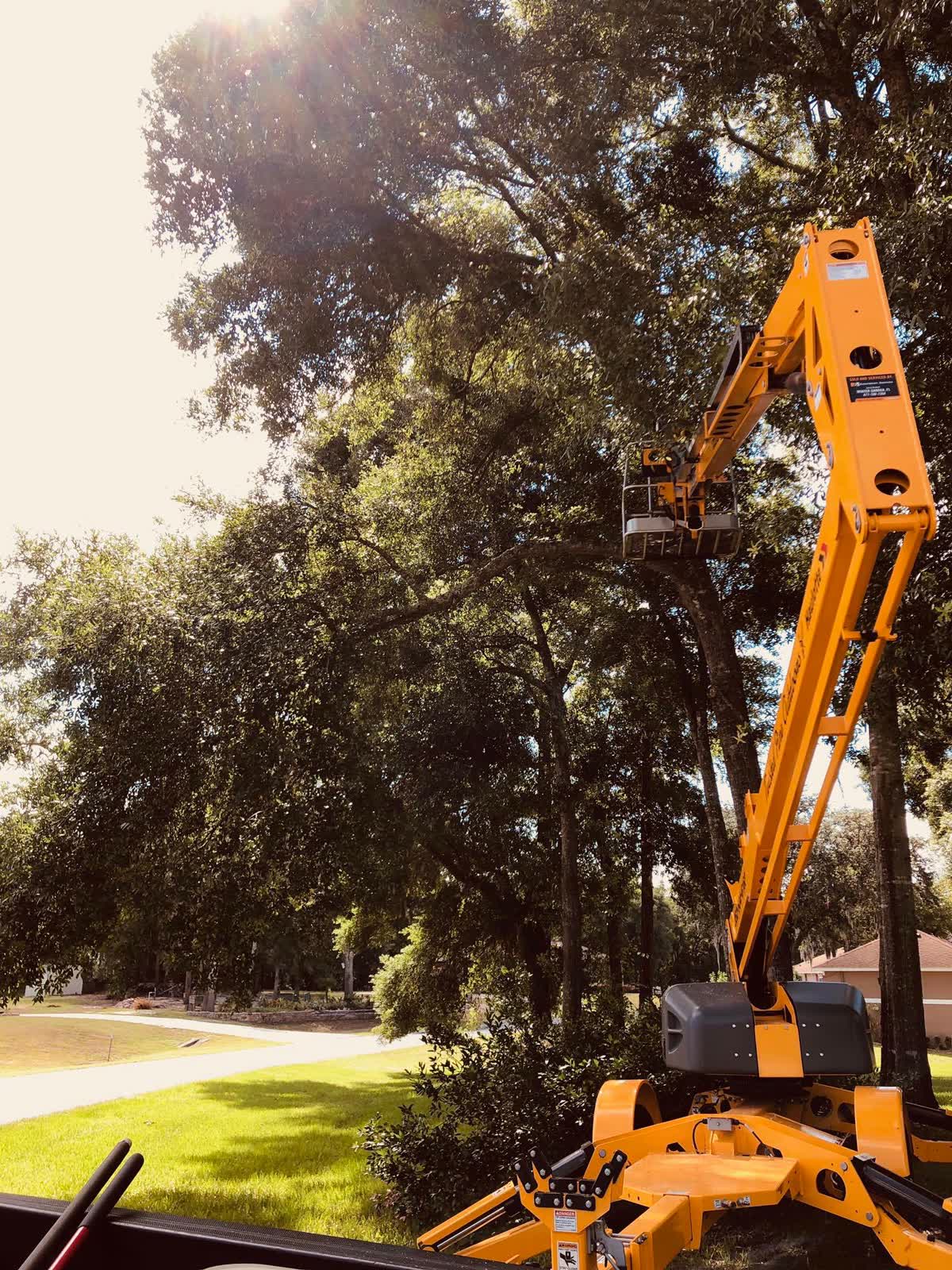 Boom lift bucket reaching into a large live oak canopy during a structural trim in a Central Florida yard
