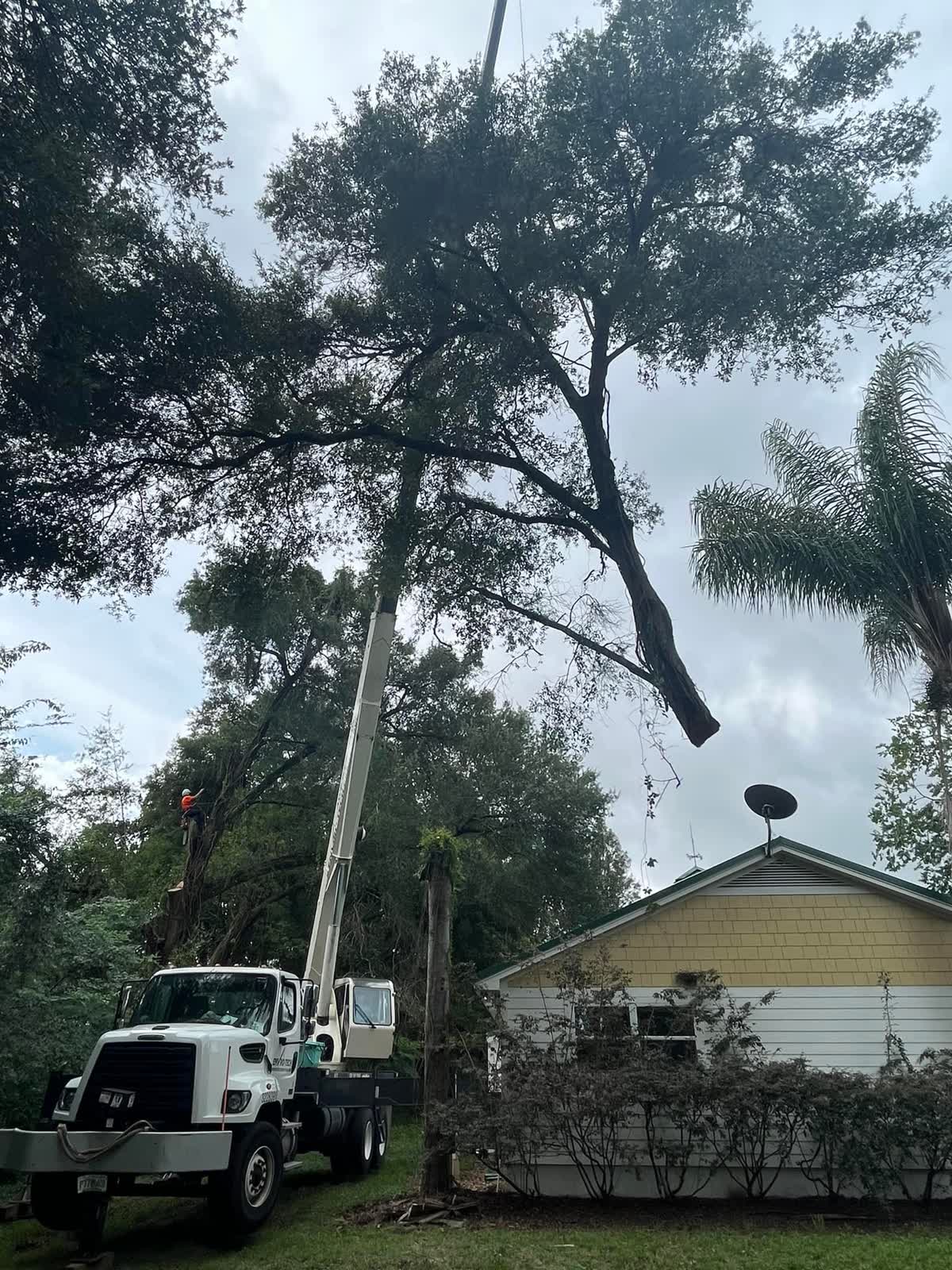 Crane arm reaching into a large live oak canopy with a climber working aloft near a house