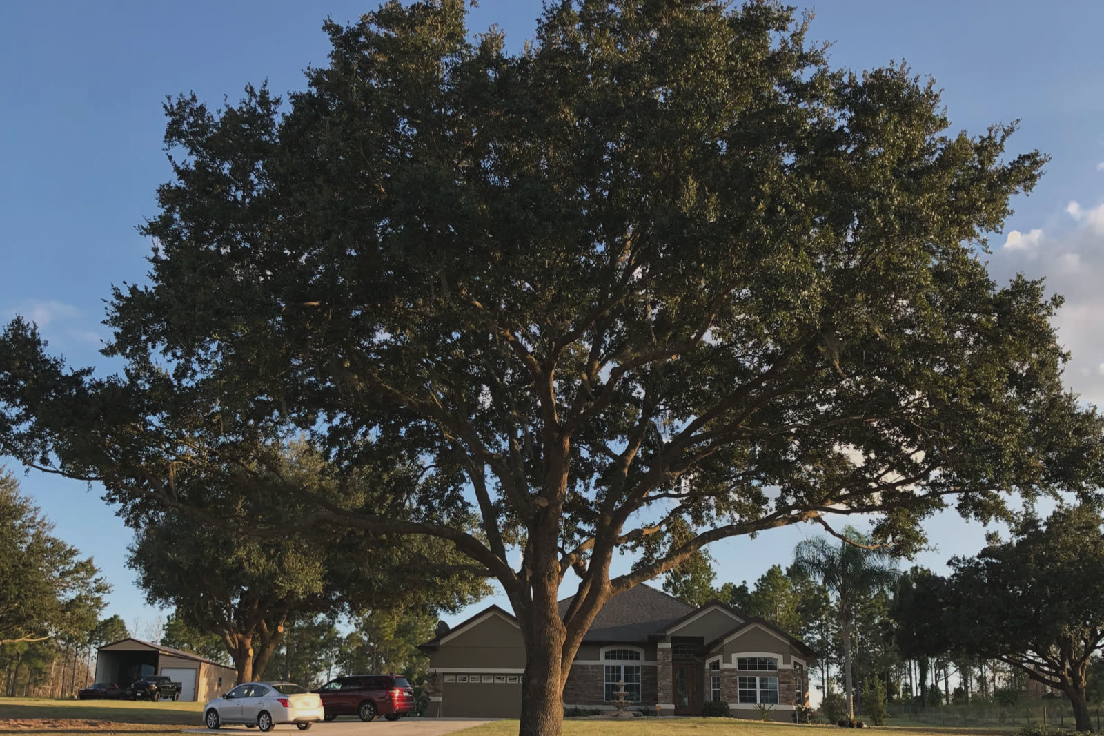 Large healthy live oak shading a Central Florida home at golden hour, with clean structural pruning cuts visible