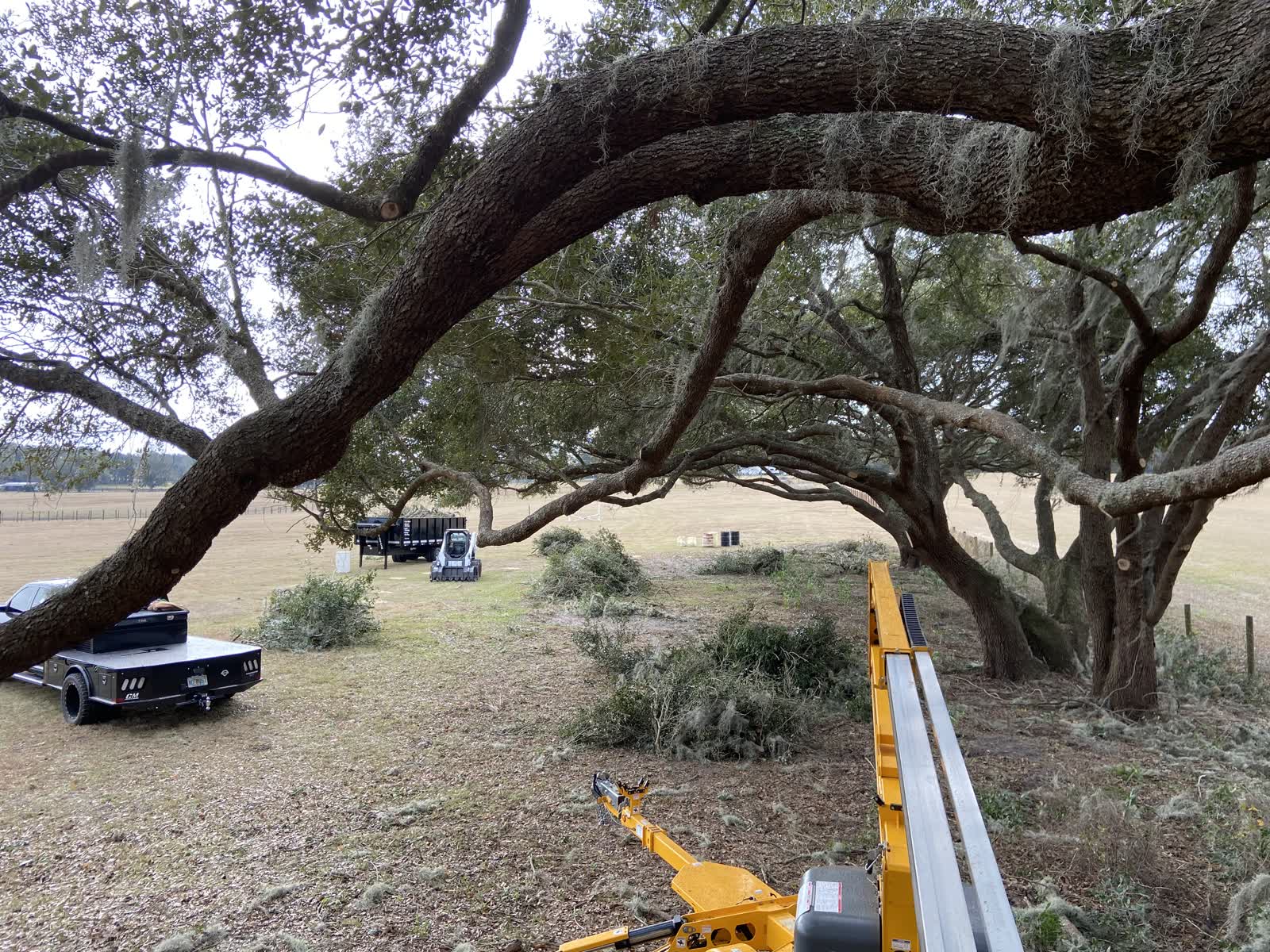Close-up of a live oak canopy draped in Spanish moss with a bucket lift and chip trailer staged below during a trim