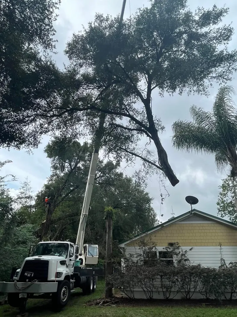 A climber working aloft in a live oak canopy during an assessment
