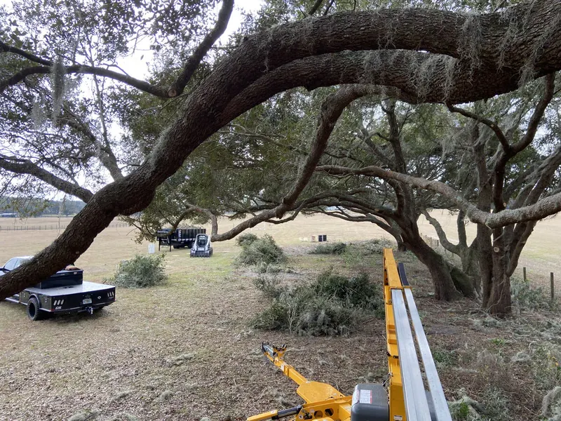 Close-up of a live oak canopy draped in Spanish moss with a bucket lift and chip trailer staged below during a trim