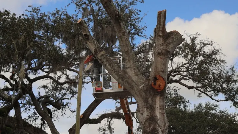 Bucket crew working a de-limbed oak down in controlled sections, cut rounds on the ground below