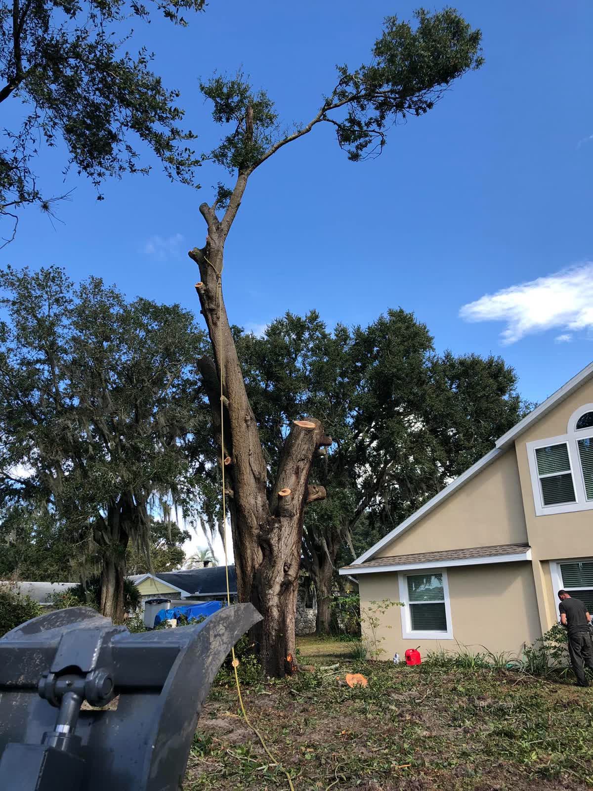 Large tree trunk being taken down in controlled sections beside a house, with cut rounds visible and a skid steer staged nearby
