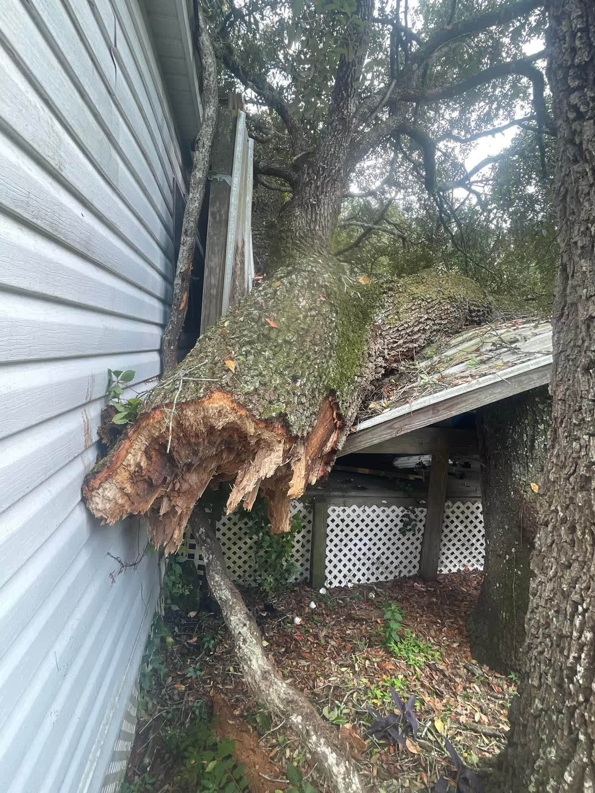 Large storm-damaged oak tree, roots torn from the ground, fallen across the roof of a Central Florida mobile home
